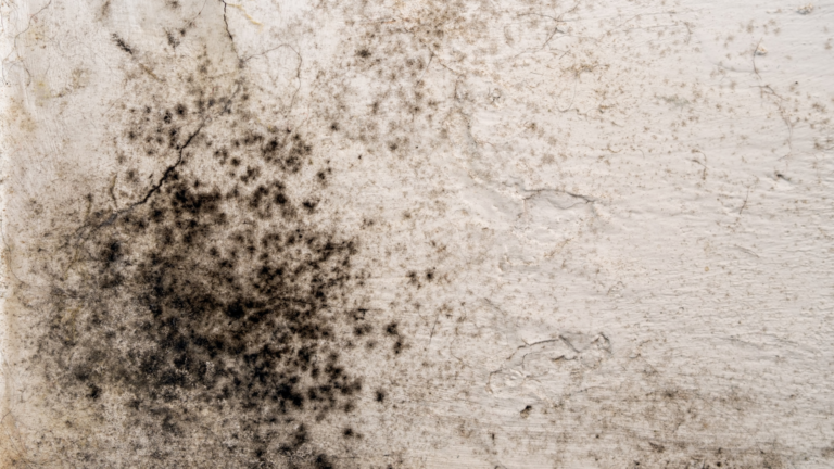 Schimmel an der Wand